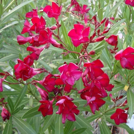 Bed & Breakfast Verziere Jesi